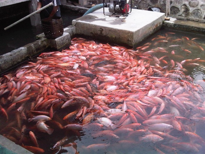 Budidaya Ikan Nila Merah