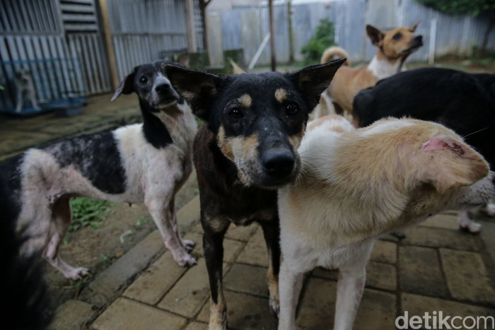Wanita bercadar Hesti Sutrisno memelihara 70 anjing di Tenjolaya, Kabupaten Bogor. Hesti tak mempermasalahkan saat orang-orang mempertanyakan haram dan najis ketika merawat anjing.
