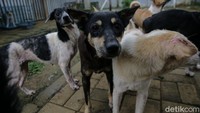 Sementara itu, Ketua RT 2/6, Gunung Mulia, Tenjolaya, Wahyudin menambahkan warga di wilayahnya tidak mempermasalahkan anjing-anjing Hesti. Wahyudin mengatakan 70 anjing wanita bercadar yang ditampung di Hesti Green House berdiri di wilayahnya, yakni RT 2.