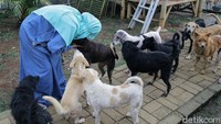 Hesti mulai merawat anjing sekitar 2015. Pada 2018, anjing yang dipelihara Hesti jumlahnya masih belasan ekor. Pada 2018 itu, Hesti juga pernah dikomplain oleh warga Pamulang, Tangerang Selatan (Tangsel), karena memelihara anjing.