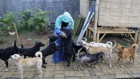 Hingga akhirnya kesepakatan pun telah dibuat dan Hesti mengurangi jumlah anjingnya dari 11 ekor menjadi 3 ekor. Kesepakatan itu dibuat pada Selasa (3/4/2018), sekitar pukul 22.30 WIB, setelah sejumlah warga mendatangi rumah Hesti. Kesepakatan itu dibuat dan disaksikan langsung ketua RT setempat dan perwakilan warga.