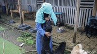 Selesai pada 2018, pada 2021 ini, warga kembali mempermasalahkan anjing peliharaan Hesti yang dianggap meresahkan oleh warga. Hesti disebut menampung 70 ekor anjing yang jauh dari permukiman warga. Namun warga merasa terganggu karena menganggap anjing yang ditampung berisik dan merugikan.