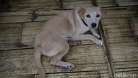 Dari data yang didapat Polsek Ciampea, Hesti menampung 73 ekor anjing liar. Polisi kemudian kembali melakukan mediasi antara warga dan Hesti.