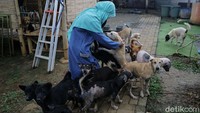 Dalam mediasi itu, Hesti menyepakati akan merelokasi 47 anjing yang dia pelihara. Mediasi antara Hesti dan warga digelar pada 12 Maret 2021.