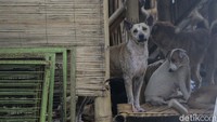 Kapolsek Ciampea Kompol Beben Susanto saat dihubungi, Selasa (16/3) mengatakan, elokasi puluhan anjing ini merupakan hasil dari mediasi kedua. Dia mengatakan relokasi akan dilakukan secara bertahap.