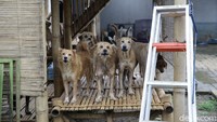 Menurut Hesti, warga di Kampung Kelapa Doyong tidak mempermasalahkan dirinya karena merawat 70 anjing. Namun, katanya, satu warga yang tidak menyukai dirinya ini memprovokasi warga luar Kampung Kelapa Doyong agar anjing-anjingnya dipindahkan.