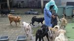 Melihat Lebih dekat Hesti Wanita Bercadar dan Puluhan Anjingnya