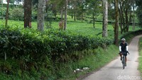 Pesepeda melewati kawasan kebun teh di Cisarua Bogor. Jalur alternatif ini tidak mulus, beberapa ruas jalan masih berupa kerikil hingga jalan berbatu. Namun menjadi menarik bagi kalangan pesepeda karena tidak membosankan.