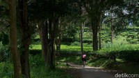 Pesepeda melewati kawasan kebun teh dengan kisaran ketinggian 900 mdpl.