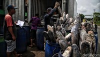 Harga ikan di sentra pengasapan ikan ini bervariasi, mulai dari Rp 15.000 sampai Rp 25.000 per ikan asap.