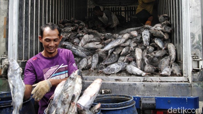 Melihat Sentra Pengolahan Ikan Asap Khas Demak