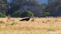 Padang savana yang luas seakan bukan berada di negeri sendiri. Keberadaannya menjadi sangat penting bagi kehidupan satwa liar yang membuat padang savana menjadi eksotis. 