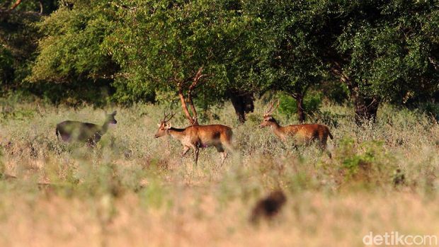 Sekelompok Rusa timor (Cervus timorensis) mencari makan di padang savana yang menjadi habitatnya di kawasan Taman Nasional Baluran
