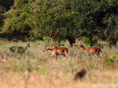 Sekelompok Rusa timor (Cervus timorensis) mencari makan di padang savana yang menjadi habitatnya di kawasan Taman Nasional Baluran