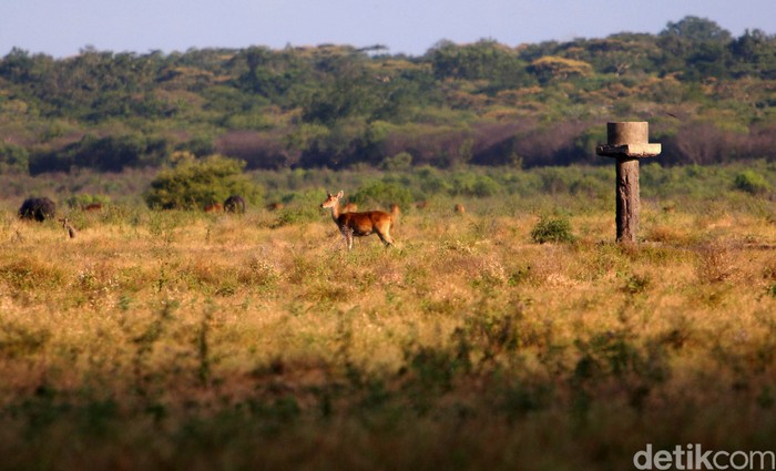 Sekelompok Rusa timor (Cervus timorensis) mencari makan di padang savana yang menjadi habitatnya di kawasan Taman Nasional Baluran