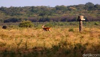 Dari sekian banyak zona tersebut, zona inti menjadi zona paling penting, karena menjadi kawasan tempat perlindungan bagi satwa ikonik di Taman Nasional Baluran. 