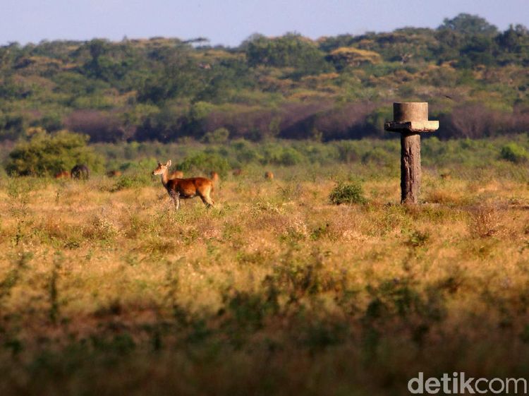 Bukan di Afrika, Ini Sabana di Taman Nasional Baluran