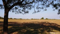 Taman Nasional Baluran di Situbondo kerap disebut sebagai Afrikanya Jawa Timur.