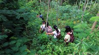 Sejumlah siswa berjalan menyusuri hutan di kawasan pegunungan Menoreh, Kulonprogo, Yogyakarta.