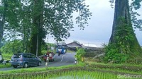 Randu yang berumur sekitar ratusan tahun itu tingginya lebih dari 40 meter. 