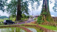 Sedangkan diameternya bila delapan orang melingkar dengan berpegangan tangan tidak cukup.