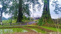 Di Desa Sikasur ada tiga pohon randu raksasa. Selain sepasang randu jejer, ada juga satu pohon randu serupa yang letaknya cukup jauh yakni di Karangmulya.