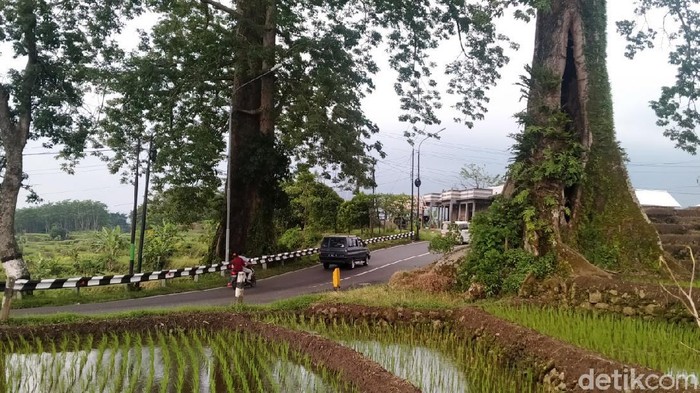 Sepasang pohon randu ukuran besar atau 'raksasa' berdiri berjejer mengapit jalan raya Pemalang-Purbalinga, Kabupaten Pemalang, Jawa Tengah.