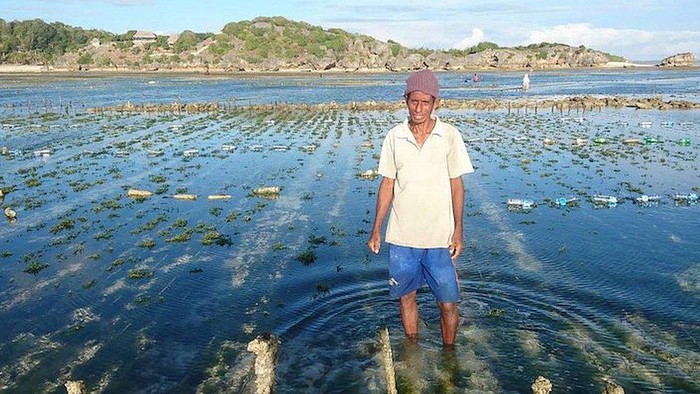 Ribuan petani rumput laut NTT akan dapatkan ratusan juta rupiah setelah menang ganti rugi kasus tumpahan minyak terparah Australia