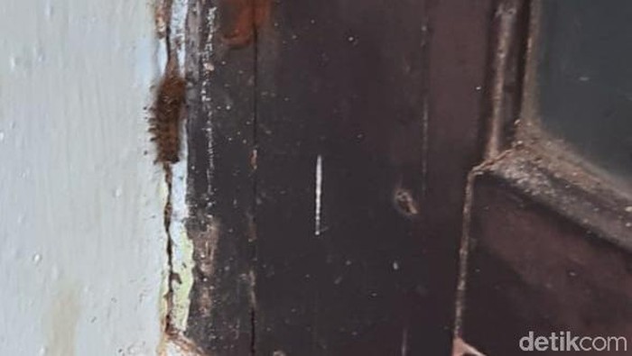 teror ulat bulu di situbondo