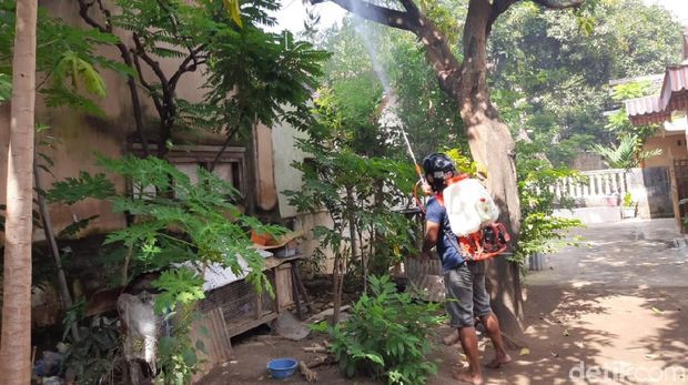 teror ulat bulu di situbondo
