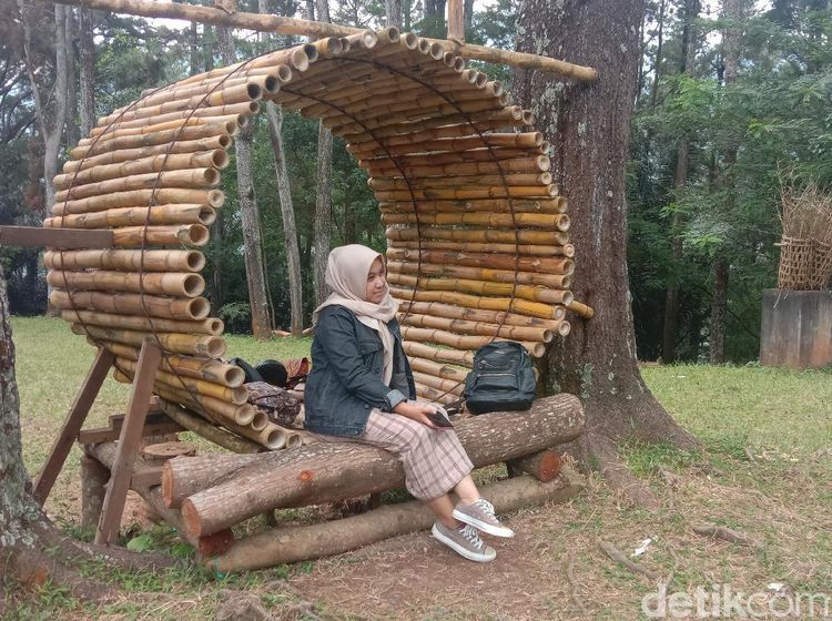 Foto: Hutan Pinus di Lereng Muria yang Cocok Buat Liburan di Kudus