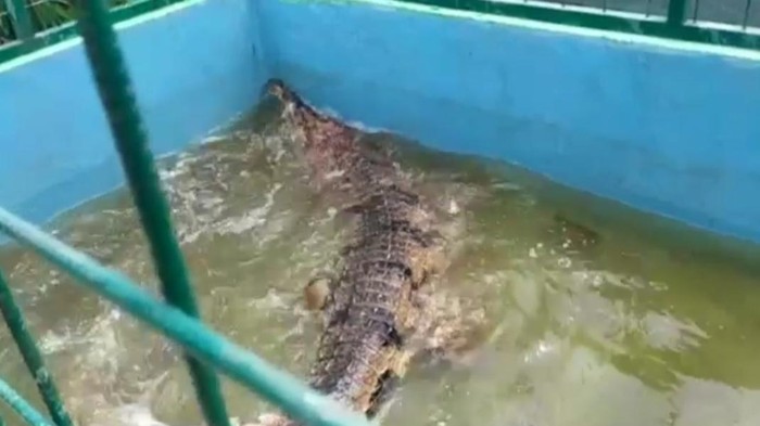 Buaya senyulong yang diamankan BKSDA Jambi (Istimewa)