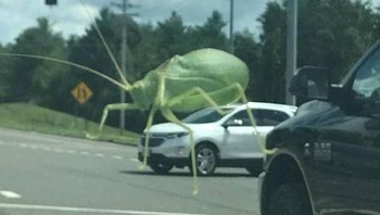 Hii ada belalang raksasa? Foto: Brightside