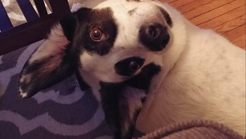 Butuh beberapa saat untuk mencari tahu apa yang saya lihat. Foto: Brightside