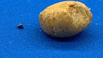 Sebuah sekrup iPhone di samping kacang yang terlihat seperti kentang. Foto: Brightside