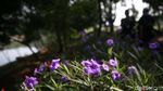 Hutan Kemayoran Wisata Alternatif Warga Ibu Kota