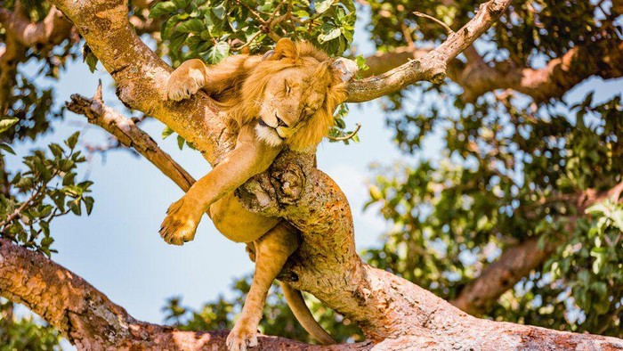 Singa di Taman Nasional Ratu Elizabeth, Uganda.