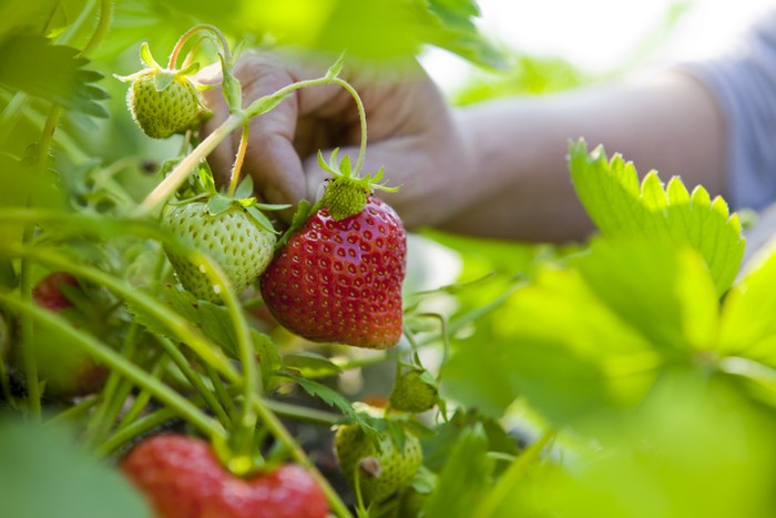 Ini Daftar Sayur dan Buah yang Paling Banyak Mengandung Pestisida