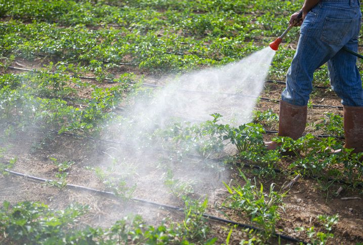 Ini Daftar Sayur dan Buah yang Paling Banyak Mengandung Pestisida