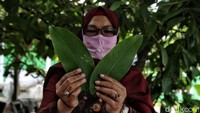 Ada beberapa proses yang dilakukan sebelum teh daun jambu bisa dinikmati. Di antaranya, daun jambu sebelum dipetik harus dipilah dulu, tidak harus ambil yang di pucuk, melainkan daunnya harus sedikit tua.