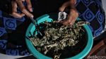 Keren! Di Desa Ini, Daun Jambu Diolah Jadi Teh Berkhasiat