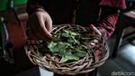 Keren! Di Desa Ini, Daun Jambu Diolah Jadi Teh Berkhasiat