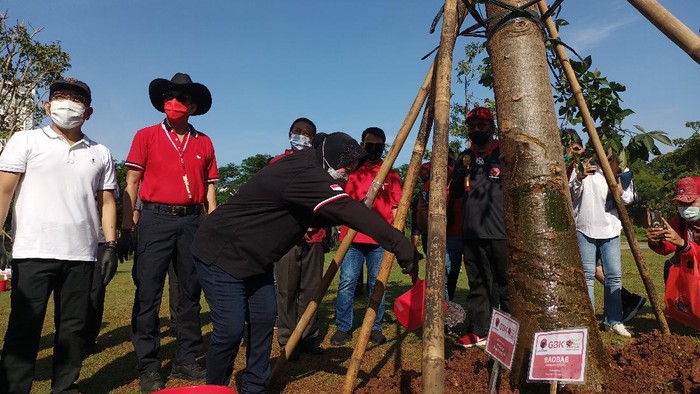 Kegiatan menanam pohon PDIP di hutan kota kompleks GBK, Jakarta, Minggu (21/3/2021).