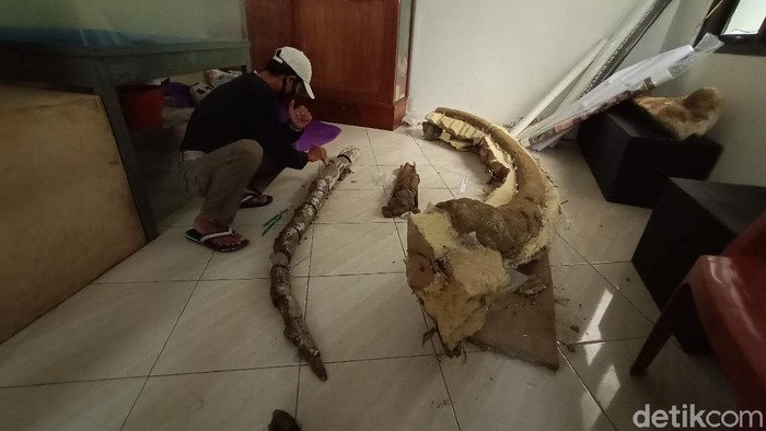 Tali asih untuk para penemu fosil di Kudus