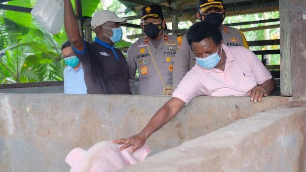Wakapolda Papua saat kunjungi peternakan babi di Mimika (Istimewa)