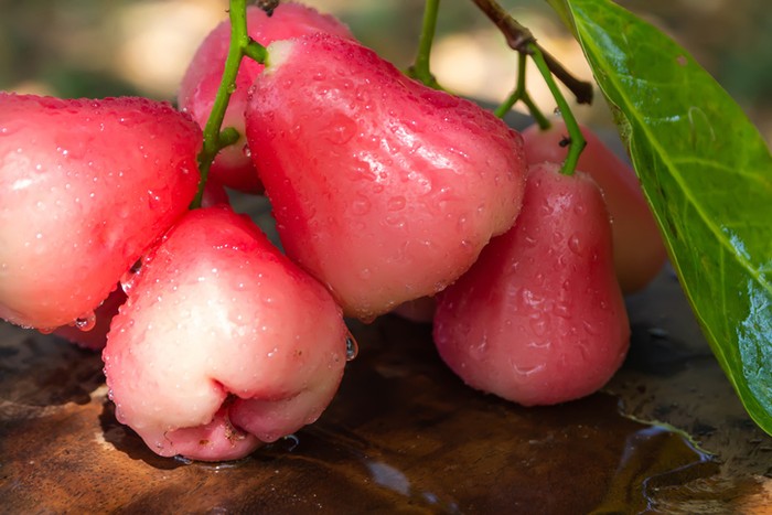 7 Manfaat Jambu Air untuk Kesehatan, Tingkatkan Imun hingga Cegah Sembelit 7 Manfaat Jambu Air untuk Kesehatan, Tingkatkan Imun hingga Cegah Sembelit