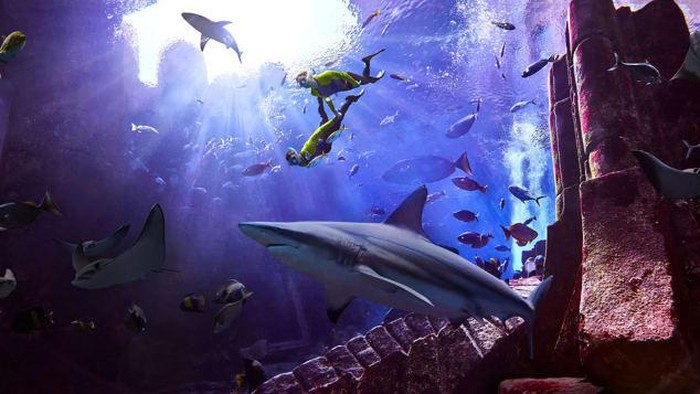 Palm Jumeirah mungkin terkenal dengan hotel bintang lima dan villa mewahnya. Tapi traveler tau kalau di sini juga ada rumah sakit ikan?