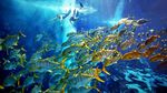 Foto: Ini Rumah Sakit untuk Ikan di Dubai