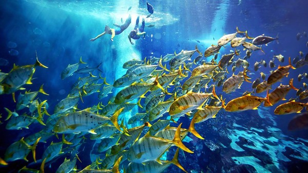 Semua hewan laut dijaga dan dipelihara dengan baik. Lebih dari 100 spesialis perawatan hewan berkontribusi di rumah sakit ikan (CNN) Semua hewan laut dijaga dan dipelihara dengan baik. Lebih dari 100 spesialis perawatan hewan berkontribusi di rumah sakit ikan (CNN)