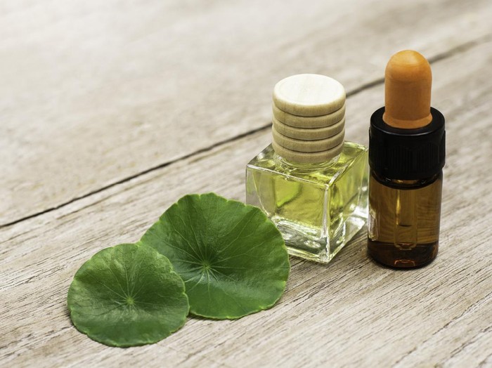 Centella Asiatica Closeup Gotu Kola leaves ( Asiatic pennywort, Indian pennywort, Centella asiatica ) and bottle of essential oil extract isolated on wood table background. Tropical medical herbal plant concept.